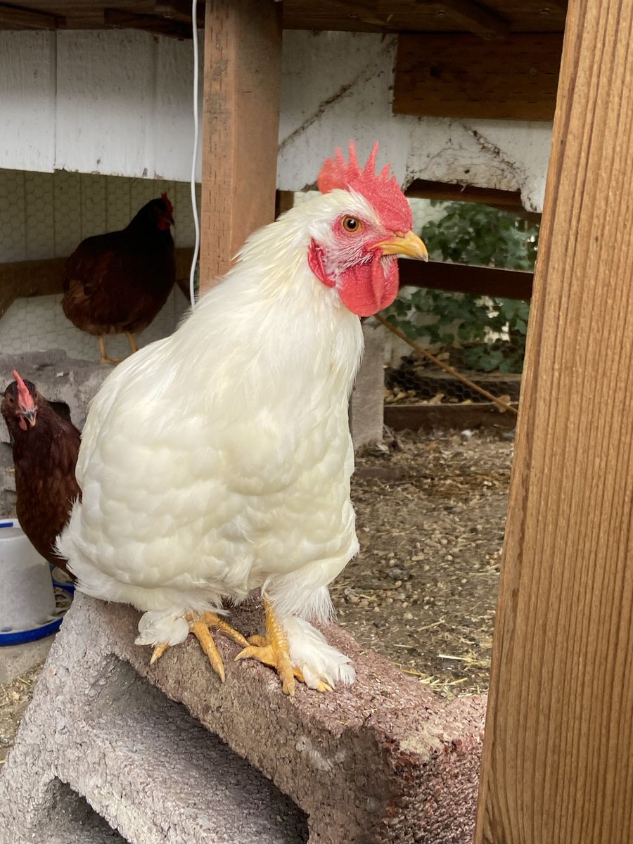 Free Rooster