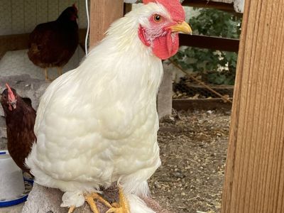Free Rooster