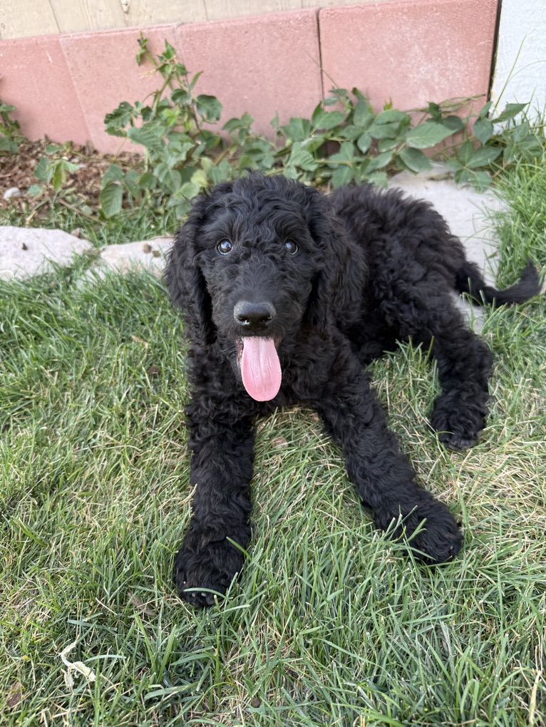 Standard Poodle Puppies $650- ONLY ONE LEFT