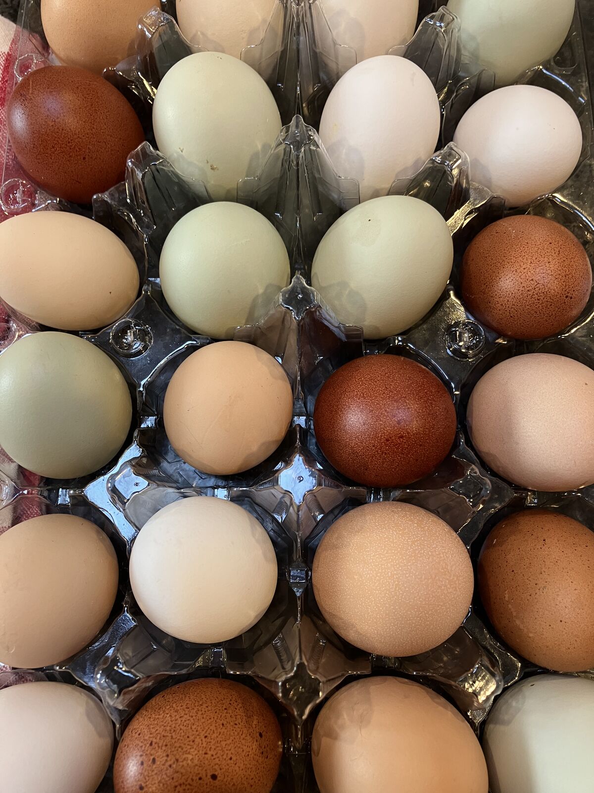 Fetilized Hatching Chicken Eggs