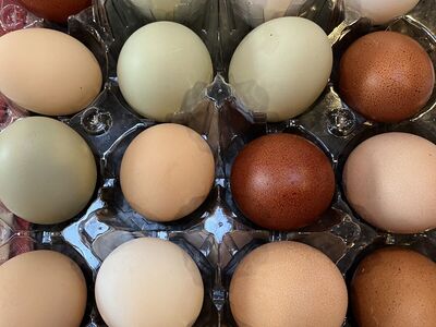 Fetilized Hatching Chicken Eggs