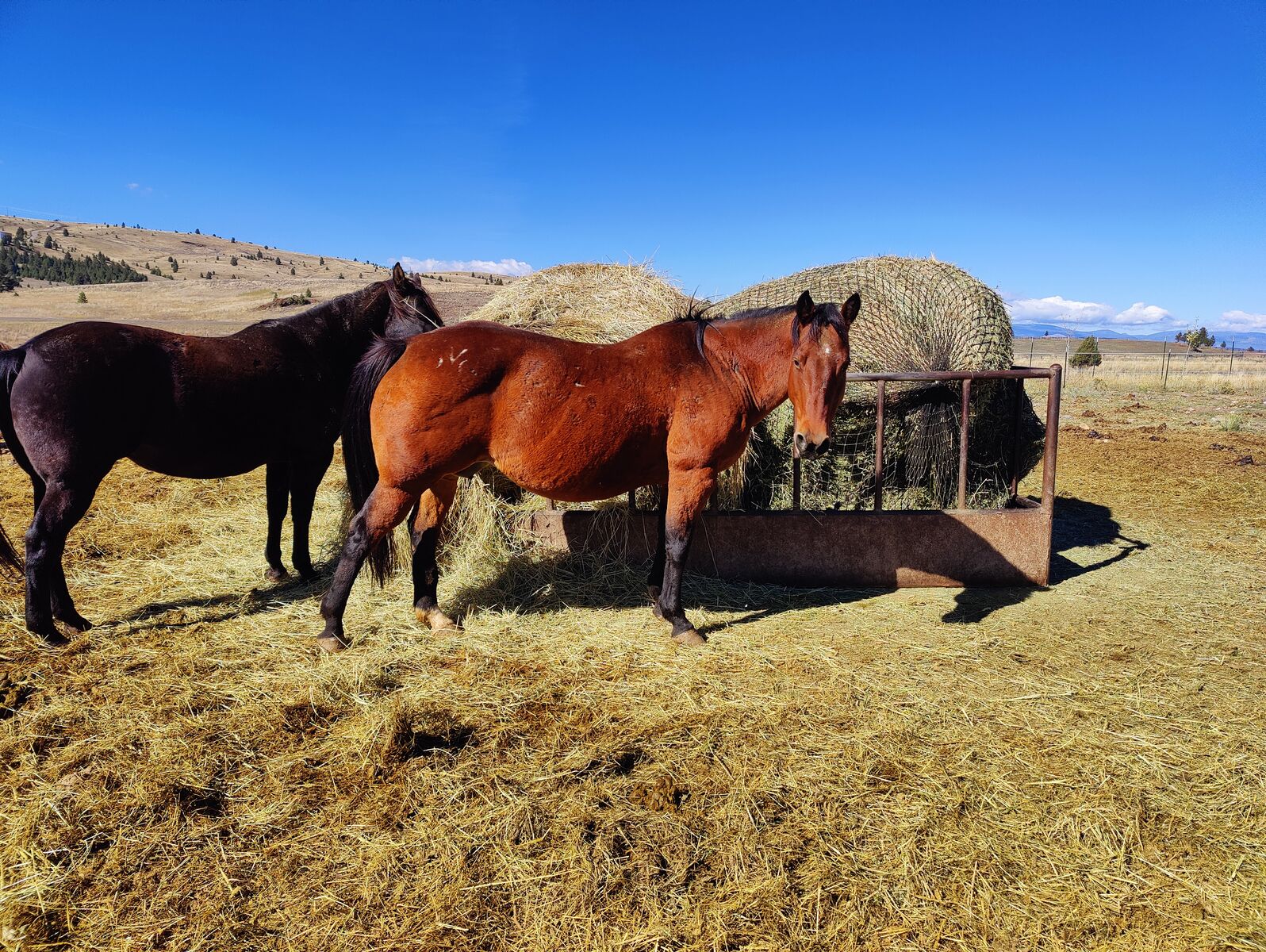 AQHA bred broodmare, Driftin Sanwood