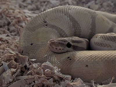 Male Banana Ball Python