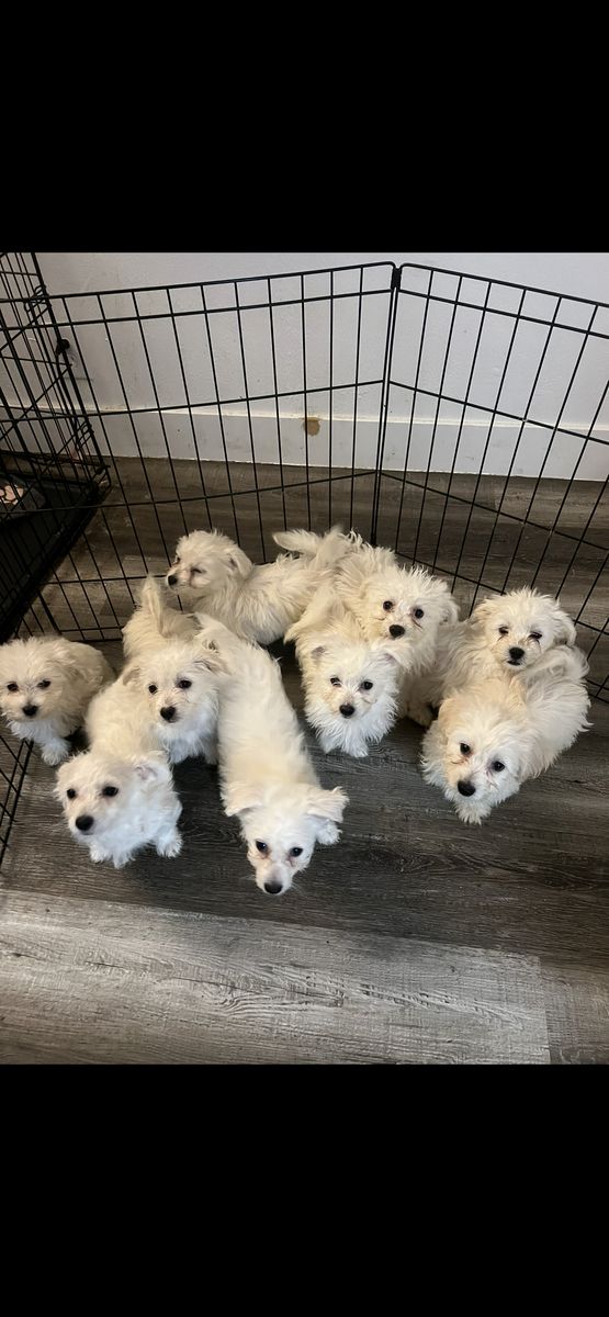 Bichon Frise Puppies