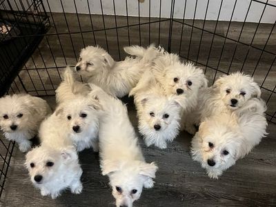 Bichon Frise Puppies
