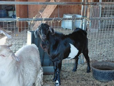Proven Mini Nubian Buck
