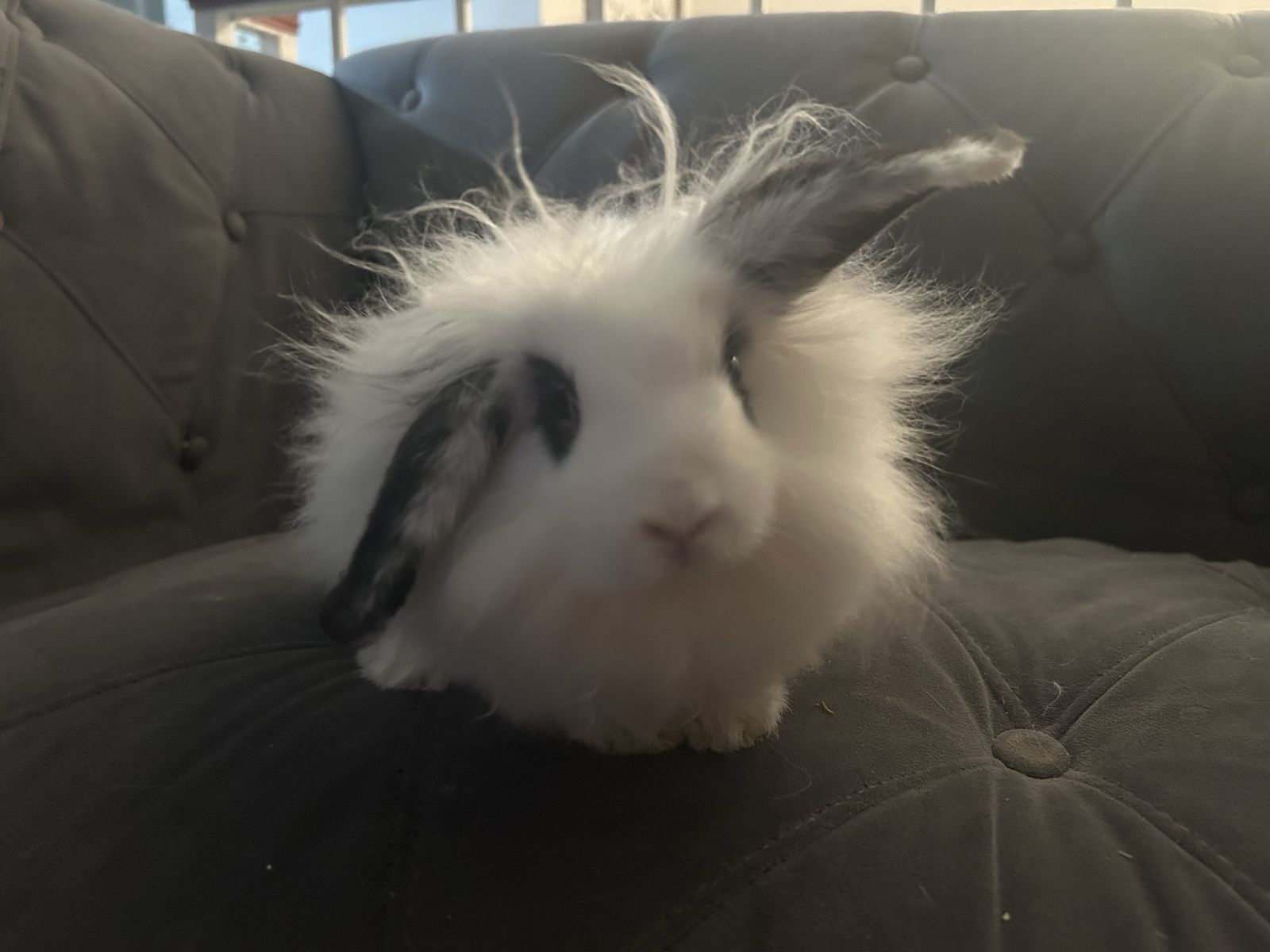 Holland lop / Lion head baby bunny!