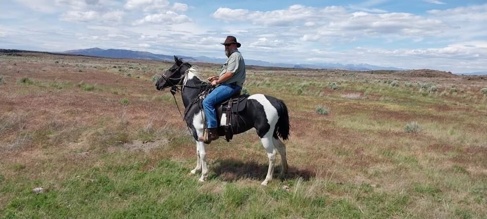 NSSHA Spotted Saddle Horse coming 6yrs