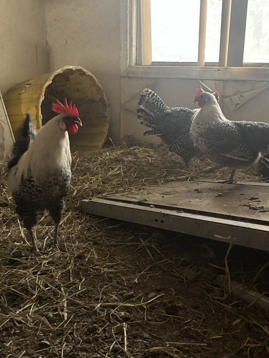 Deathlayer Chickens for sale set of 2