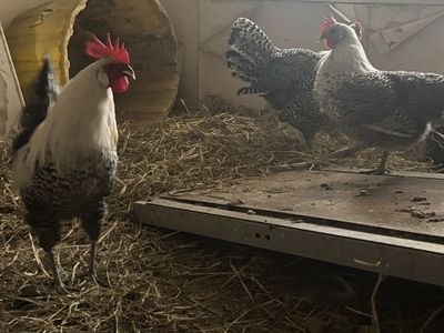 Deathlayer Chickens for sale set of 2