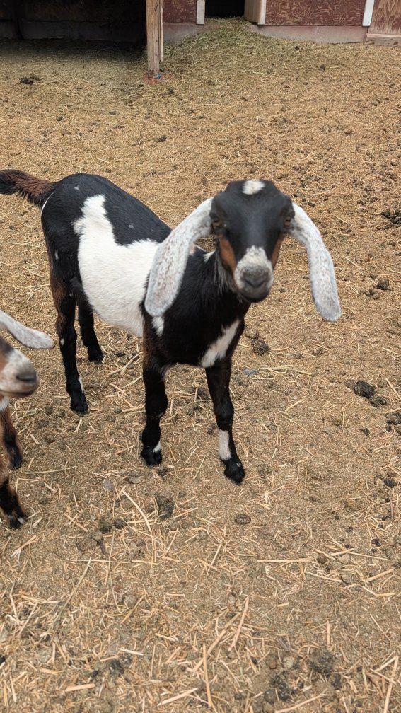 Nubian Goat Kids