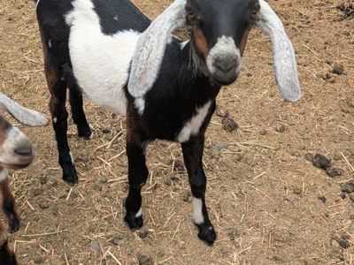 Nubian Goat Kids