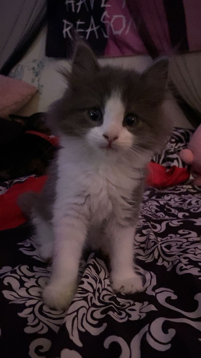 Kitten for sale