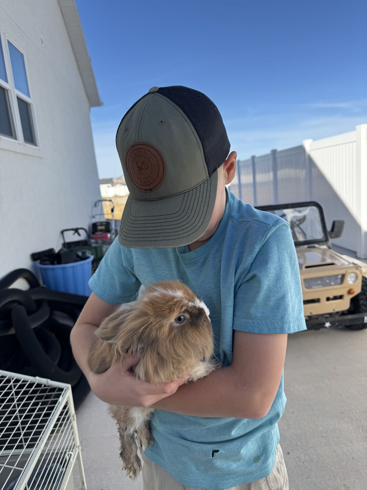Bunny Netherland Dwarf lionhead Mix