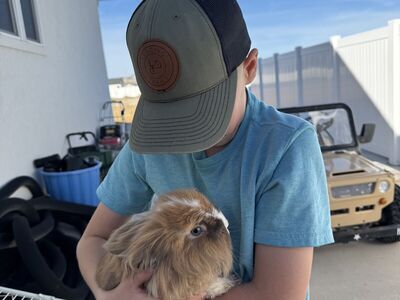 Bunny Netherland Dwarf lionhead Mix