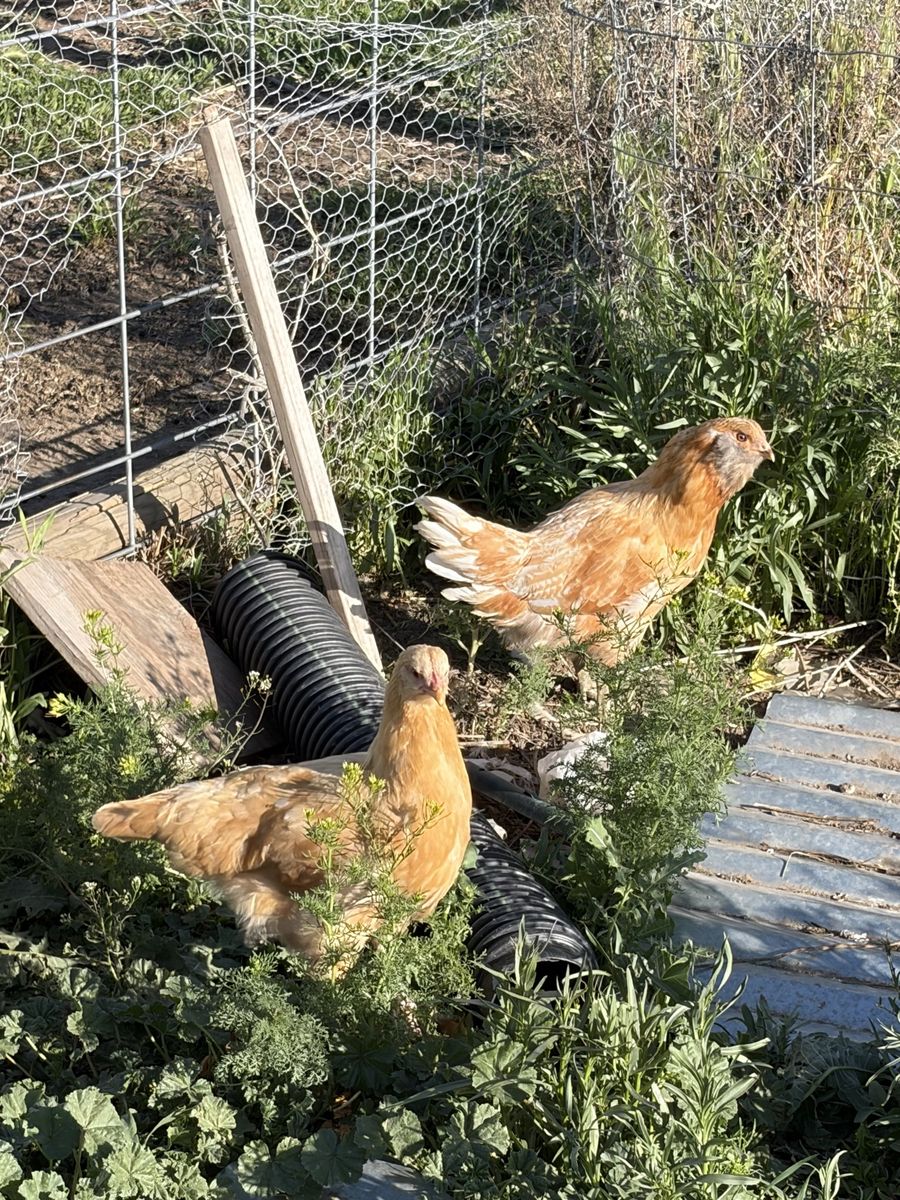 Started pullets - Young Hens for Sale (Various breeds)