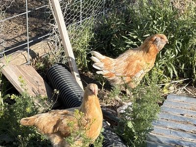 Started pullets - Young Hens for Sale (Various breeds)
