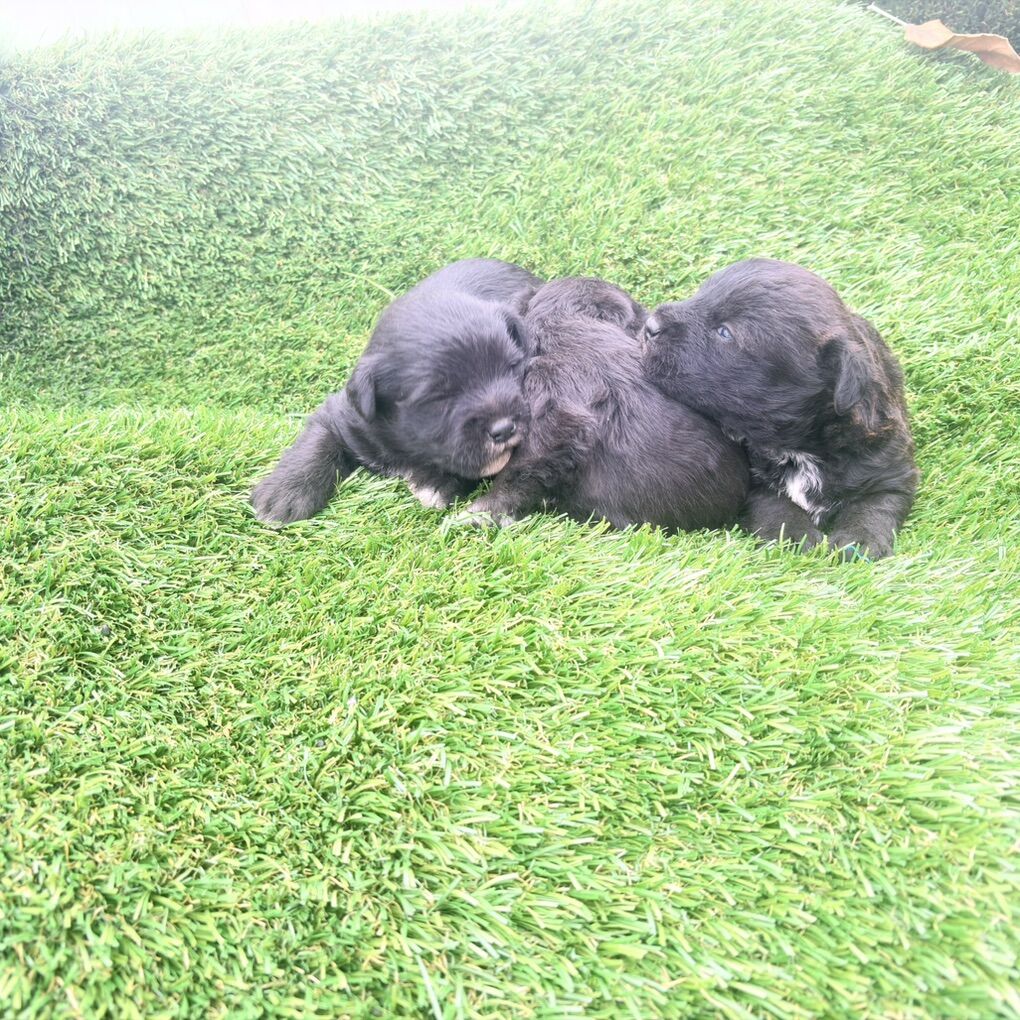 Schnoodle For Adoption