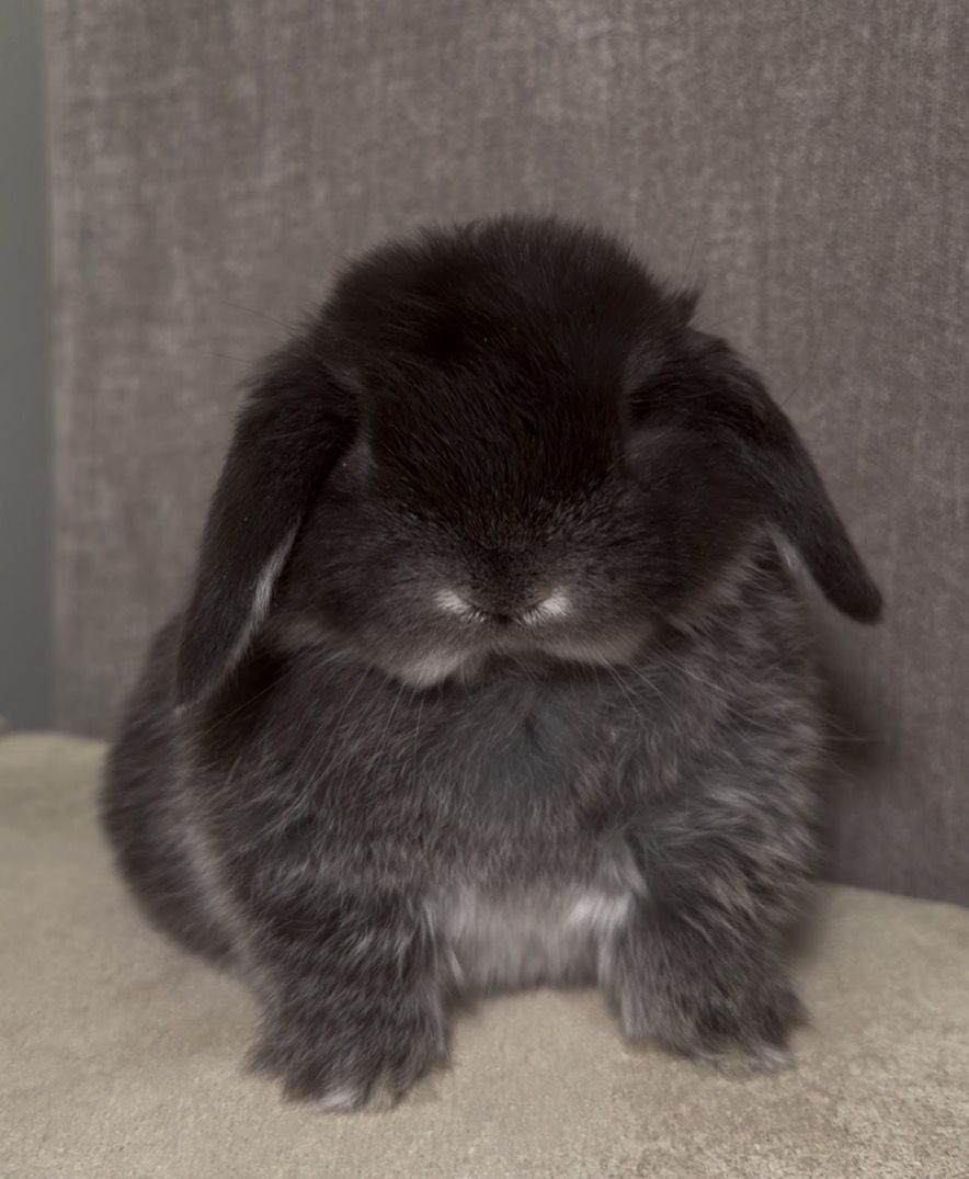 Holland Lop Buck