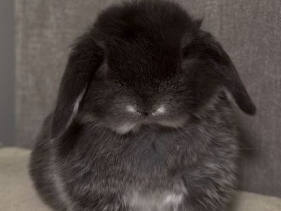 Holland Lop Buck