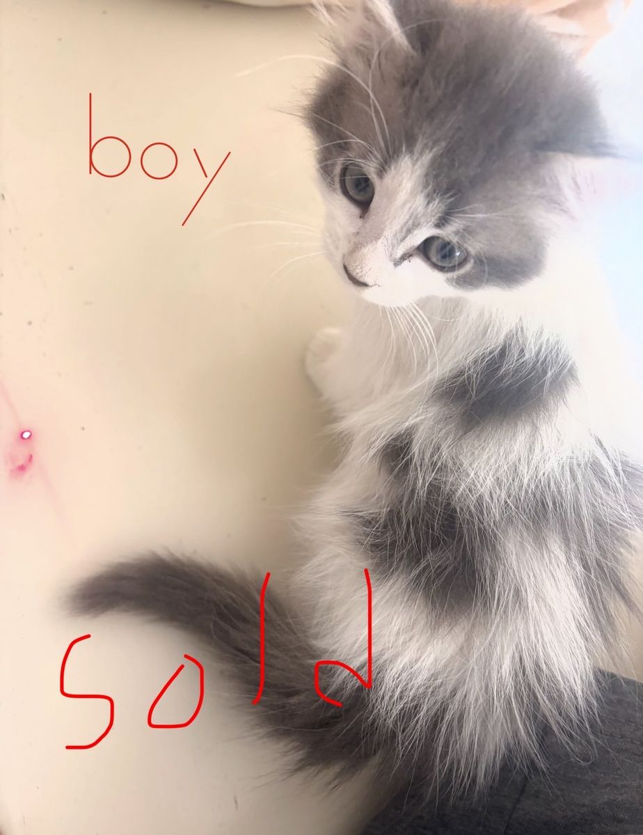 Ragdoll Cats/Kittens ONLY ONE LEFT