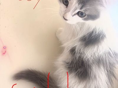 Ragdoll Cats/Kittens ONLY ONE LEFT