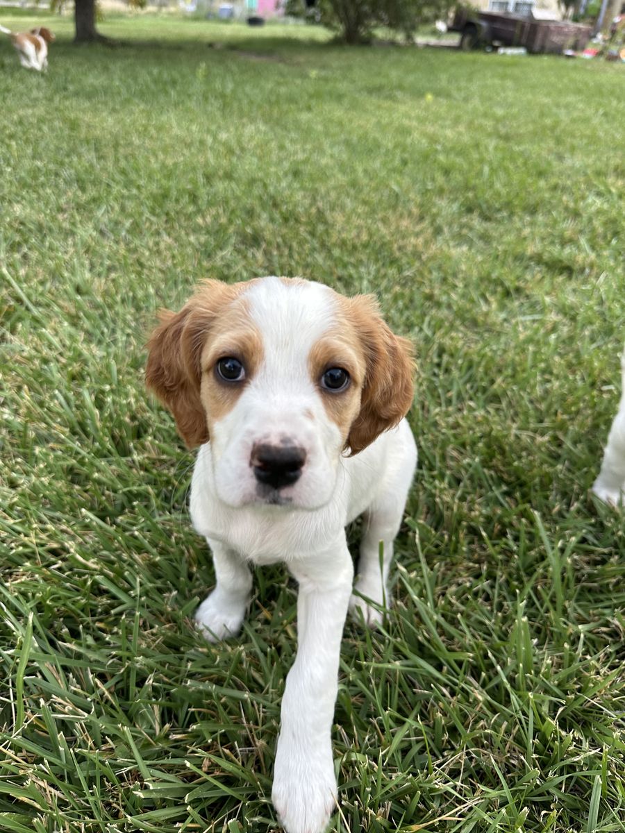 English Setter Puppies-1Male and 1 Female-UKC Registered – Out of Proven Hunting Parents – Utah Valley Delivery Aug 23
