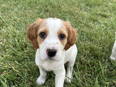 English Setter Puppies-1Male and 1 Female-UKC Registered – Out of Proven Hunting Parents – Utah Valley Delivery Aug 23