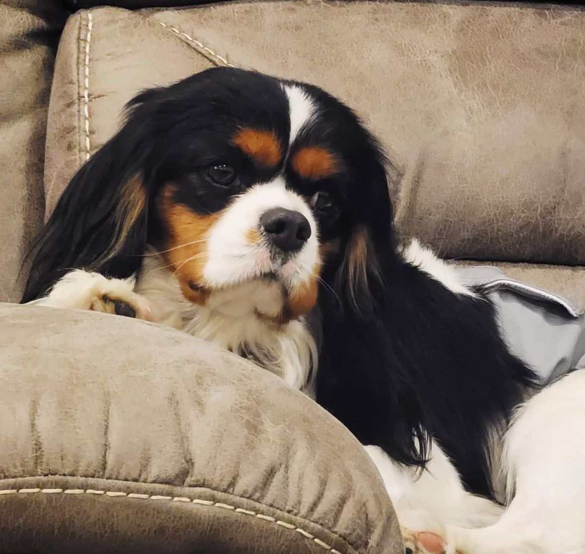 AKC Male cavalier king charles spaniel for sale