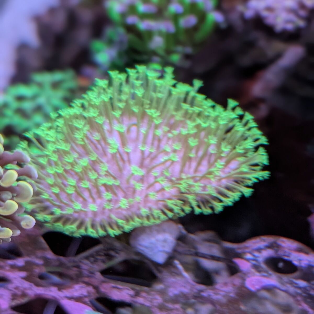 Green toadstool coral