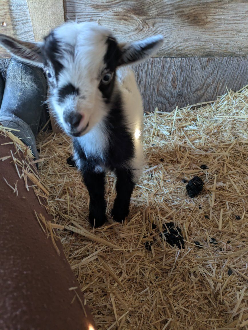 Nigerian Dwarf Goats for Sale