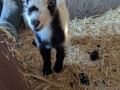Nigerian Dwarf Goats for Sale
