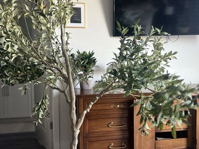 Fake Olive Tree