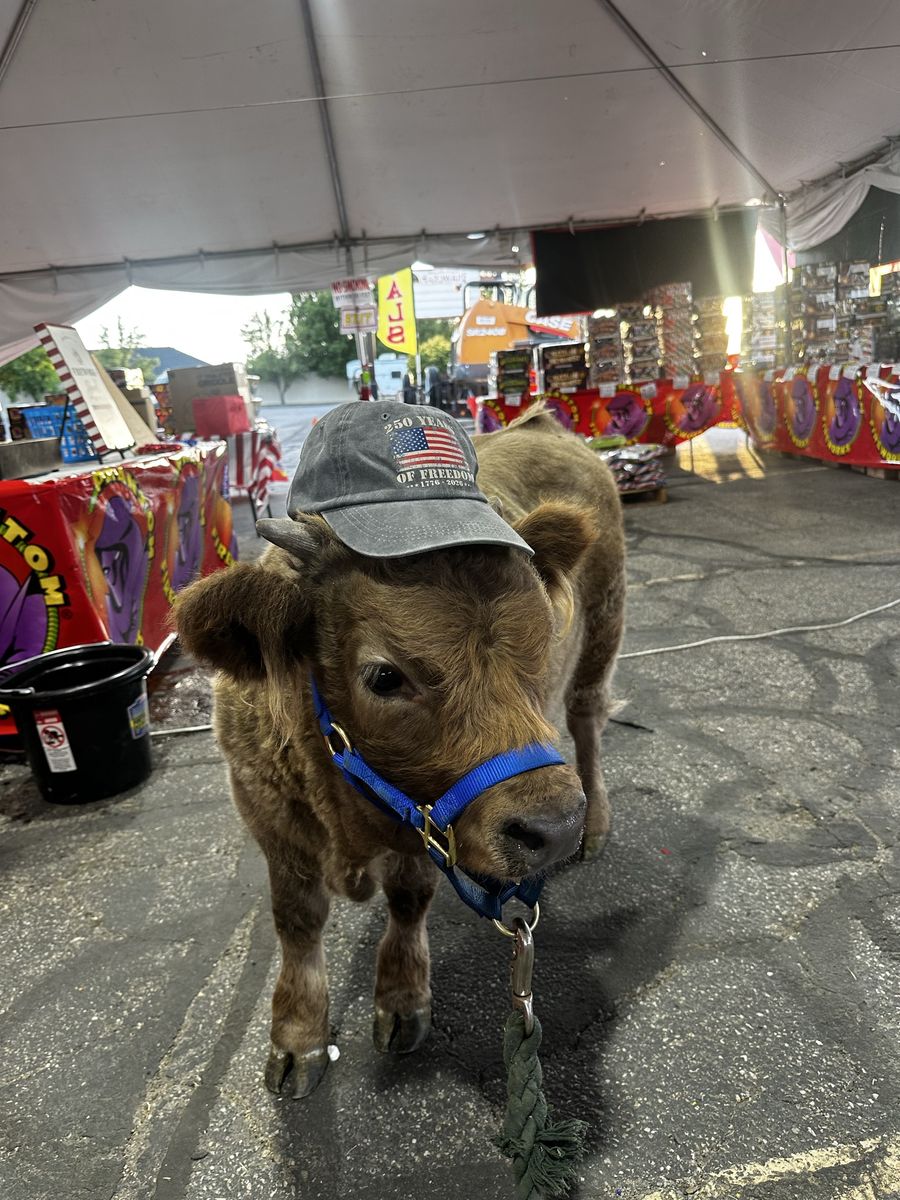 Adorable Dun Mini Highland Bull Calf