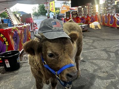 Adorable Dun Mini Highland Bull Calf