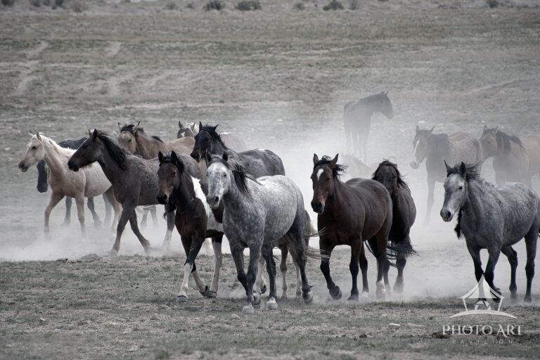 On The Run -Wild Onaqui Mustang Horses