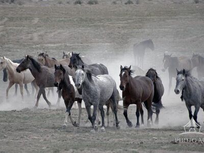 On The Run -Wild Onaqui Mustang Horses
