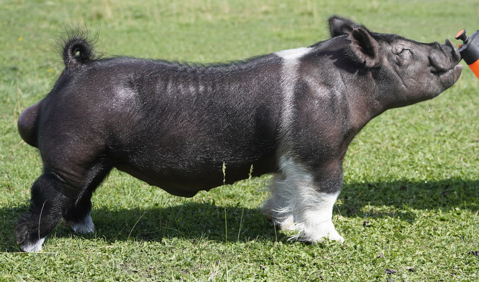 Show Pig Semen (boar)- Sniper (Logic)