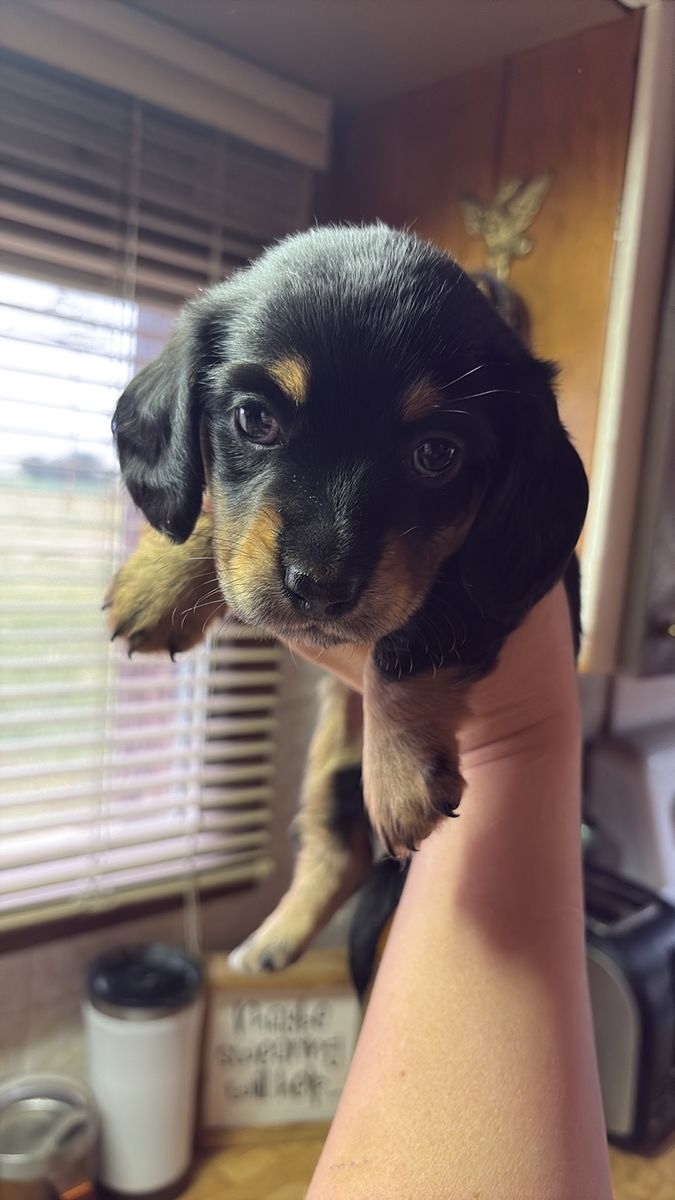 Mini Dachshund