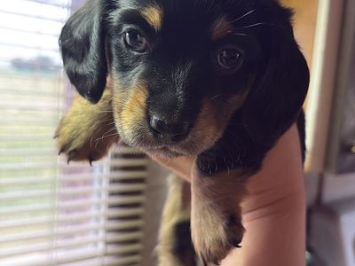 Mini Dachshund