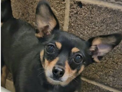 Sacura, 5 year old chihuahua