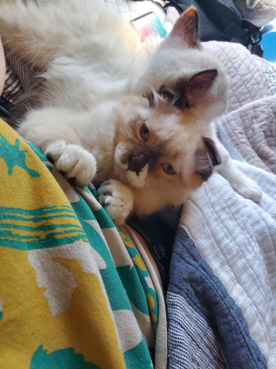 2 kittens (1 Scottish fold)