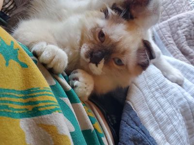 2 kittens (1 Scottish fold)