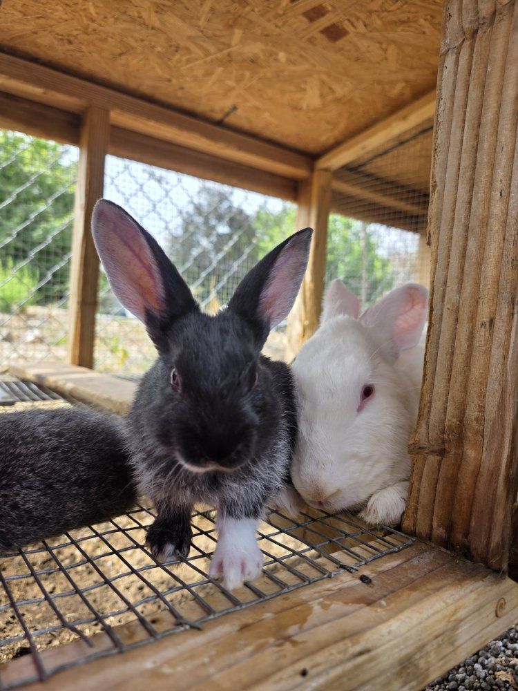 Meat Rabbits (TAMUK/Harlequin Cross Bunnies)