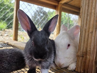 Meat Rabbits (TAMUK/Harlequin Cross Bunnies)