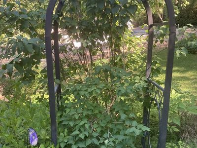 Metal Garden Arch Trellis for Climbing Plants - Durable Outdoor Structure