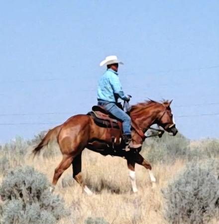 2 year old APHA green broke GELDING Riding out great !!  