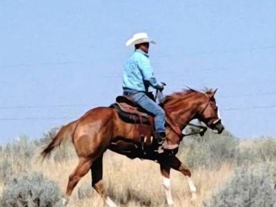 2 year old APHA green broke GELDING Riding out great !!