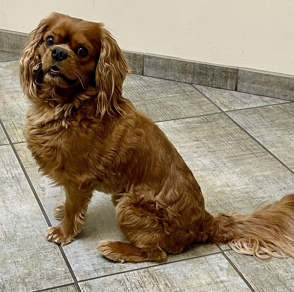 King Charles Cavalier Spaniel Stud