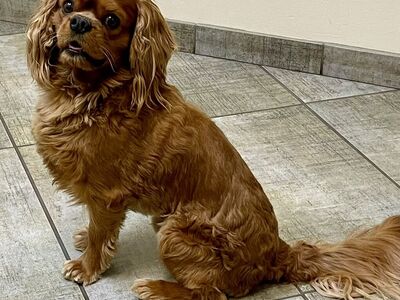 King Charles Cavalier Spaniel Stud